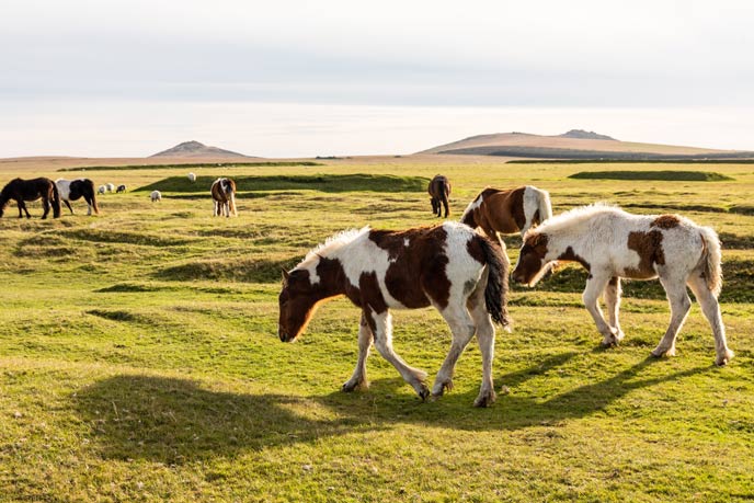 Ponies on Bodmin Moor, North Cornwall