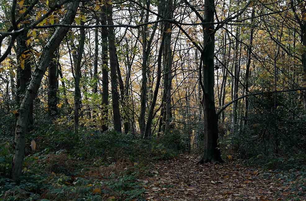 Borthwood Copse is a great place for a walk.