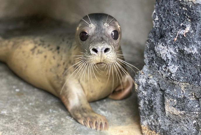 Cornish Seal Sanctuary, Gweek