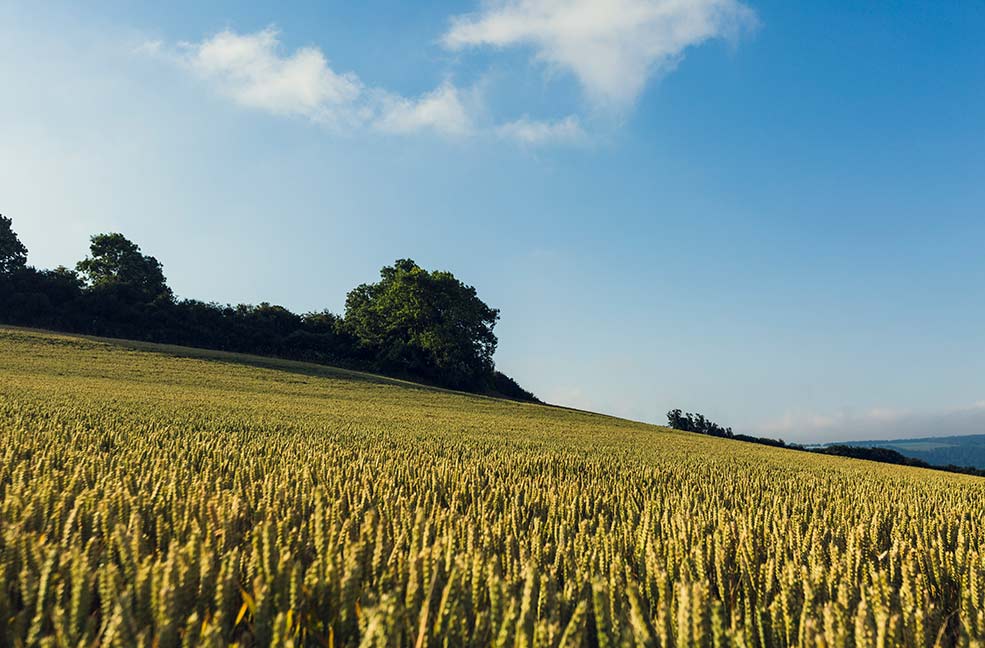 Somerset looks beautiful in the September sunshine.