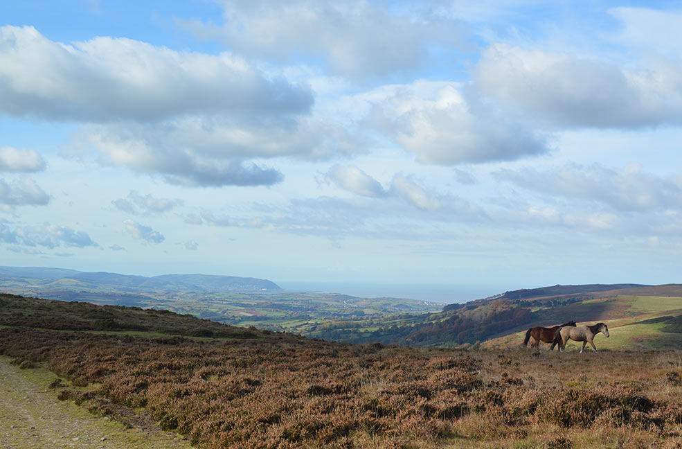 Ponies and a view on the Quantock hills in Somerset