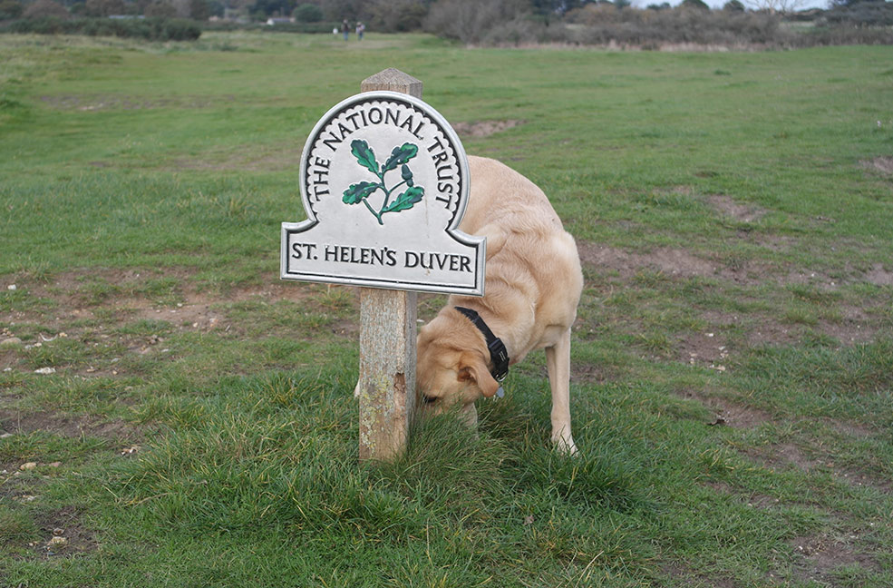 St Helens Duver is a lovely place for a dog walk