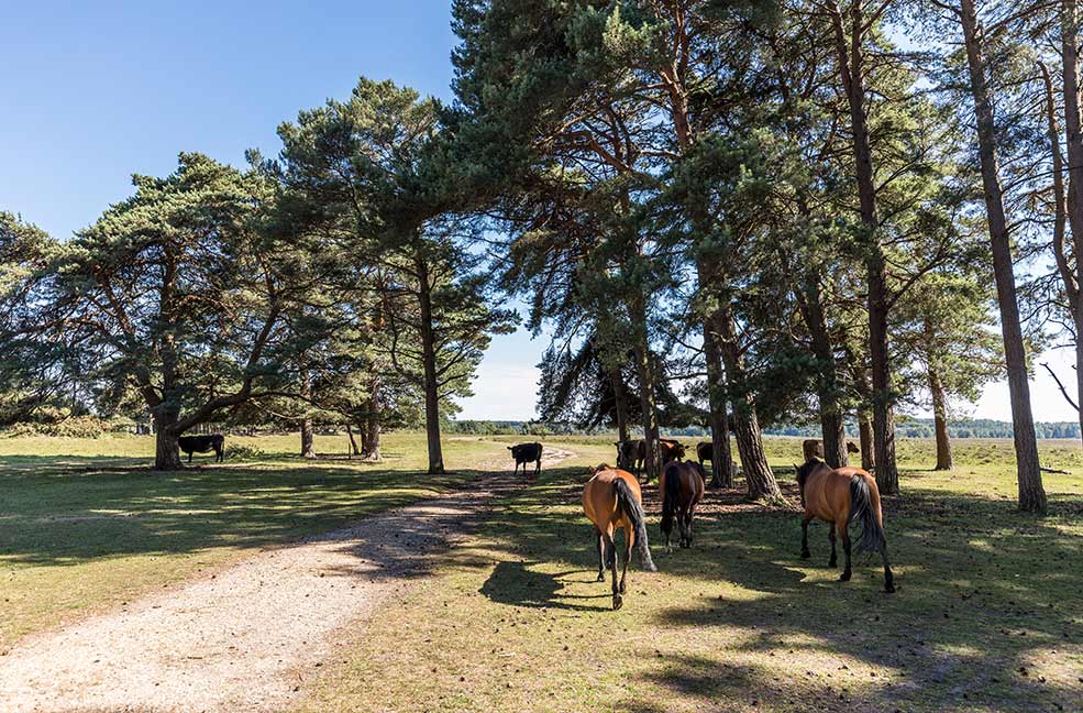 New Forest road route