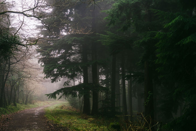 A misty Cardinham Woods, Cornwall