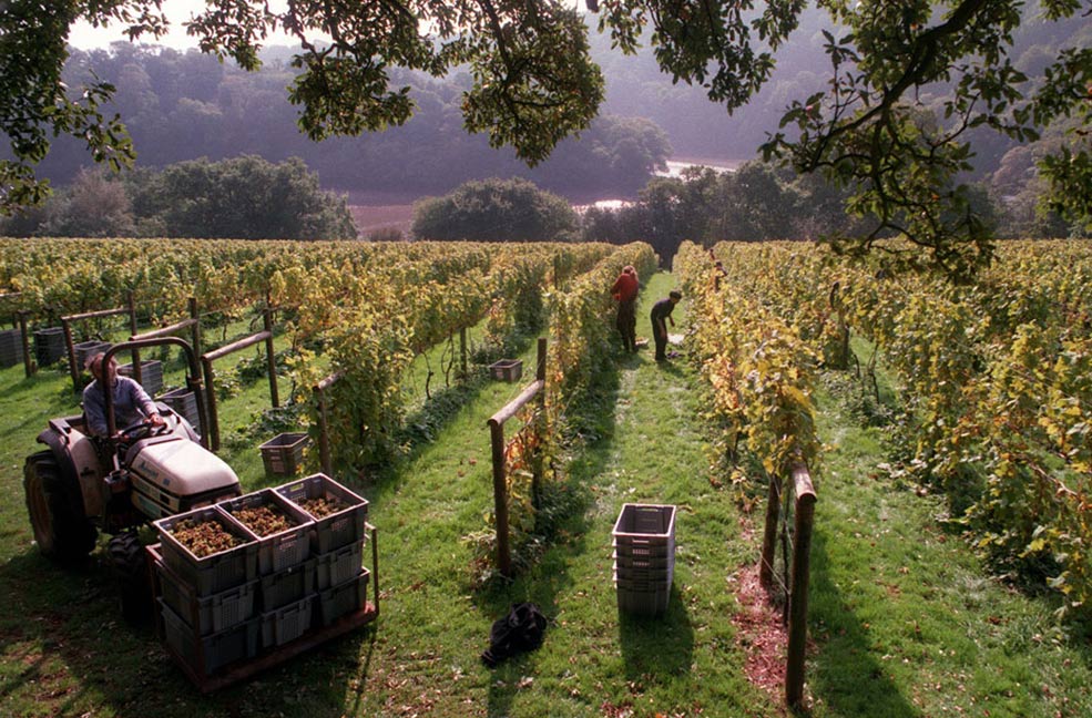 Sharpham vineyard