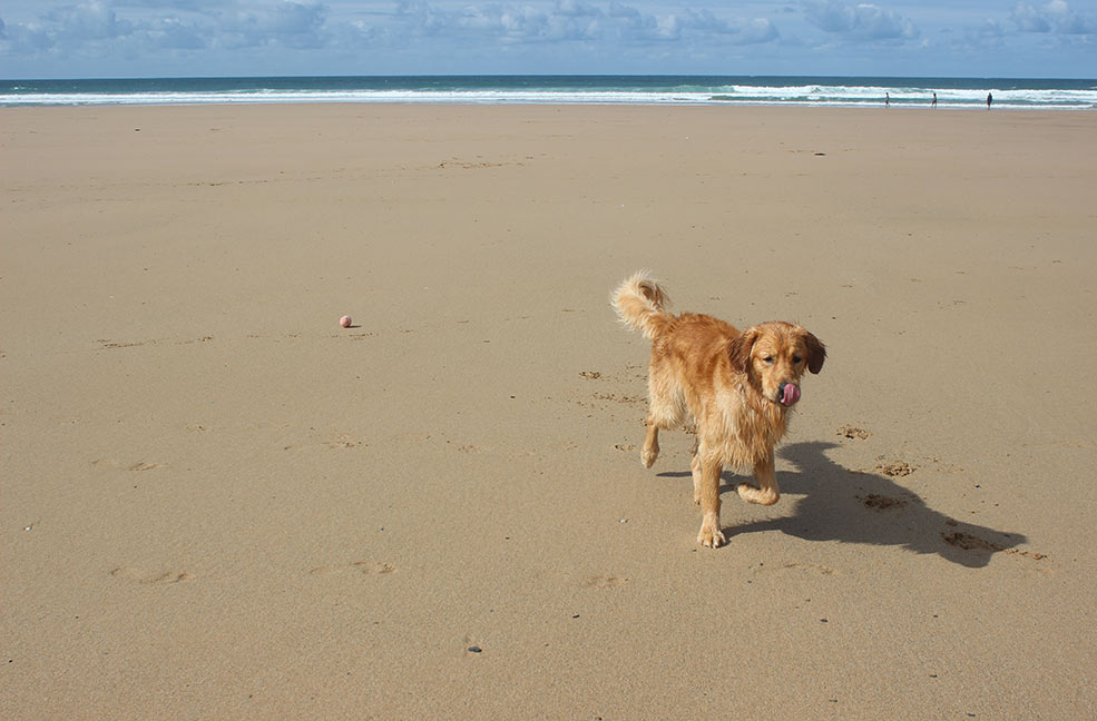 Dog friendly all year round, Watergate Bay is an ideal sandy beach for walkies on the north coast.