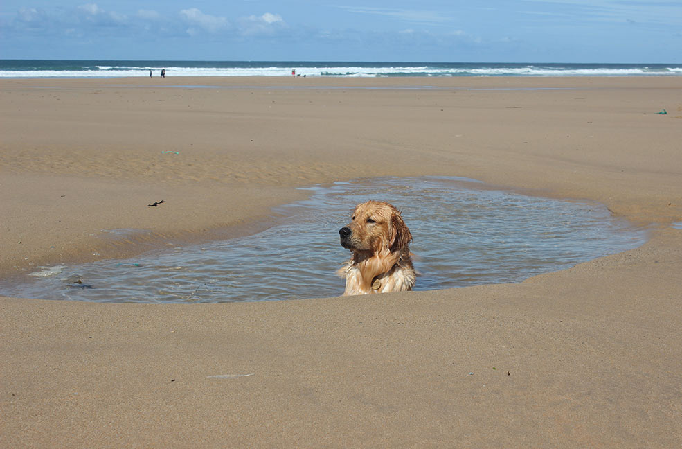 Monty peeping out from holes in the sand on Watergate Bay.