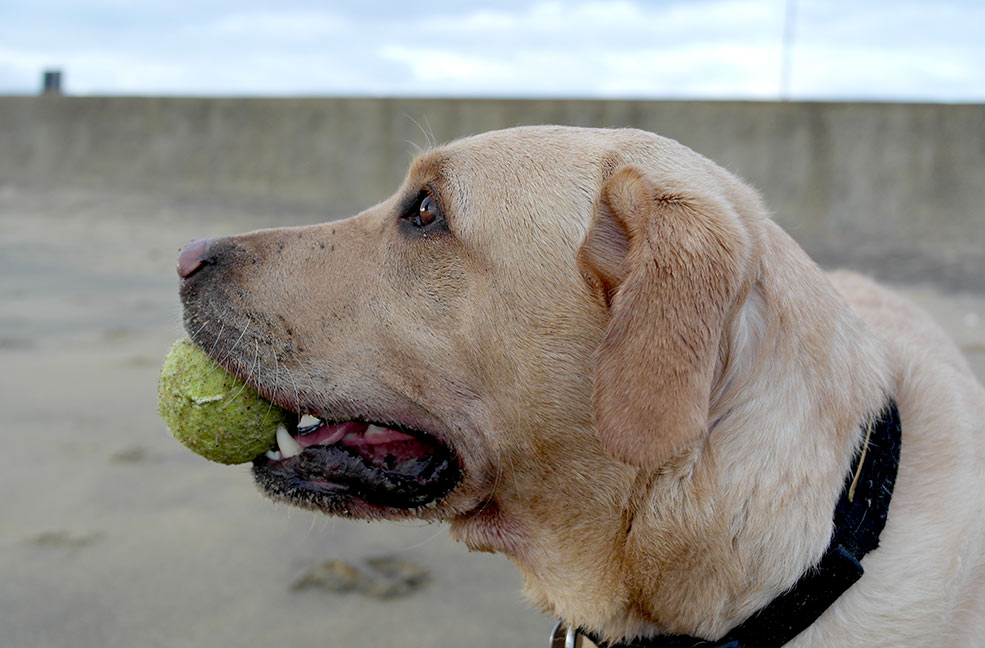 Ball on the beach