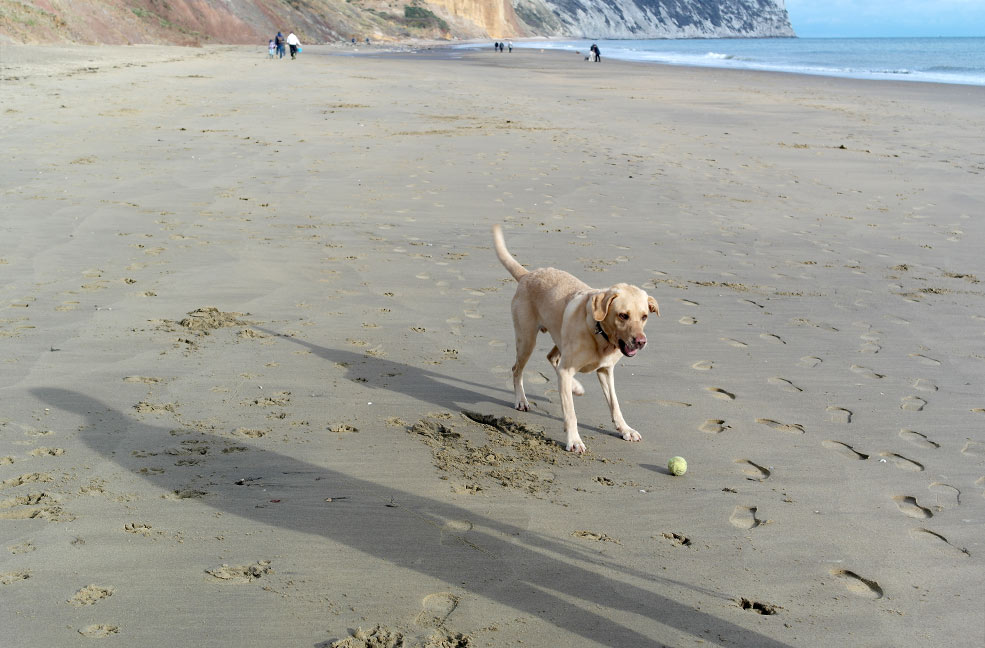 Sea Glass and Dogs at Yaverland