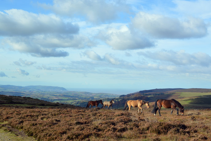 Join the wild ponies as you explore the heart of the Quantock hills in Somerset.