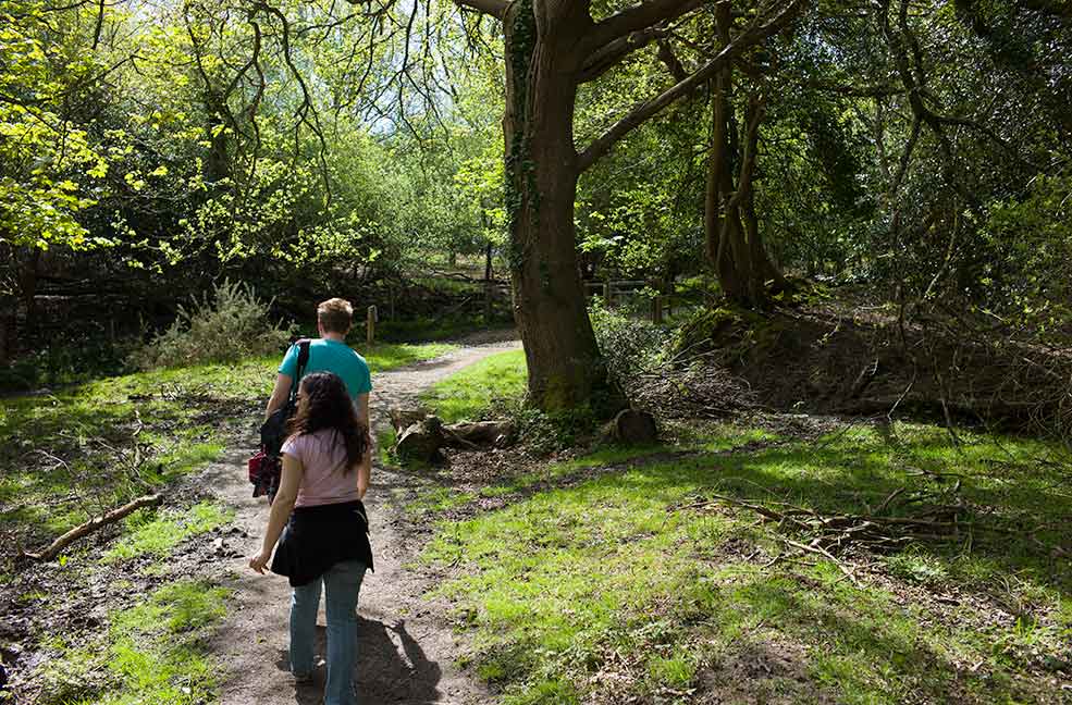 A walk in the woods