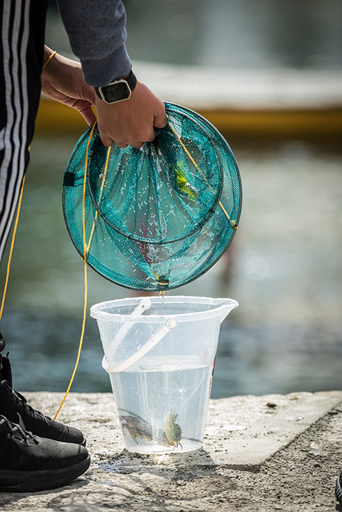 Crabbing off a Cornish harbour wall is a wonderfully rewarding holiday activity, especially when the sun is shining.