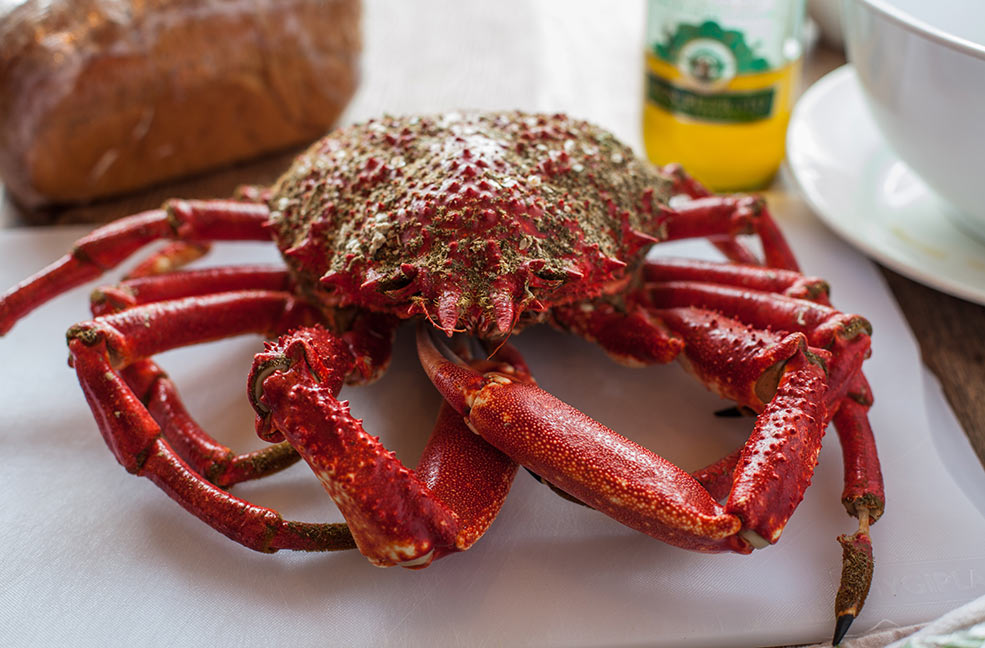 A big red crab ready to eat at the Rum and Crab Shack in St Ives.