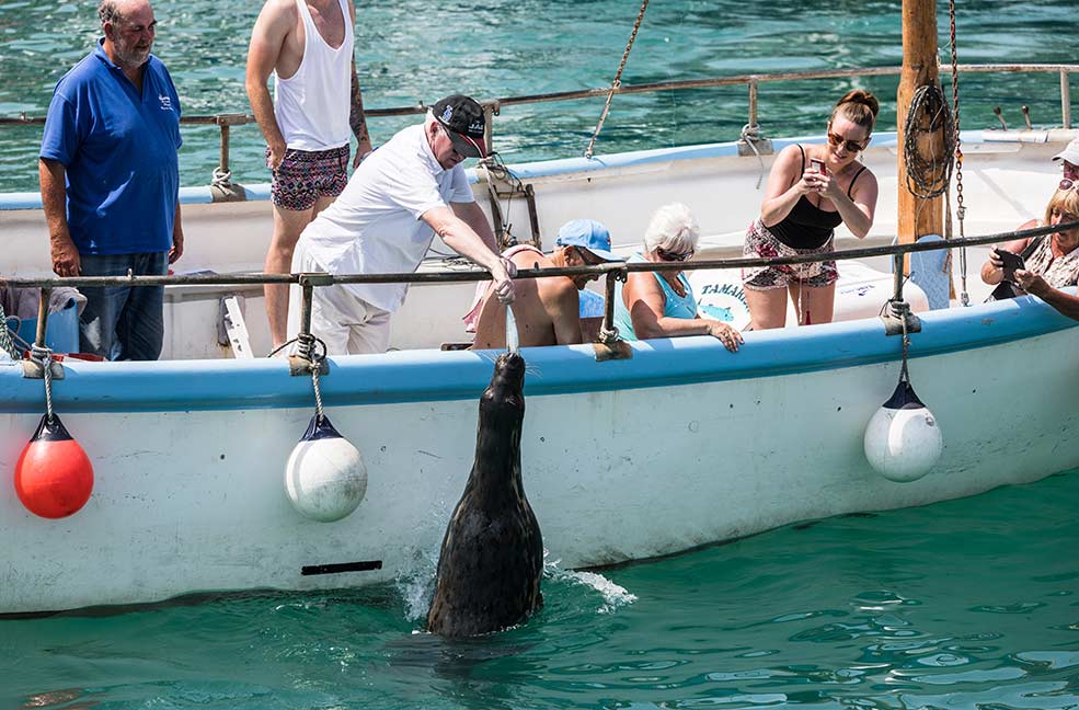 Get up close to Cornwall's wildlife the next time you visit.