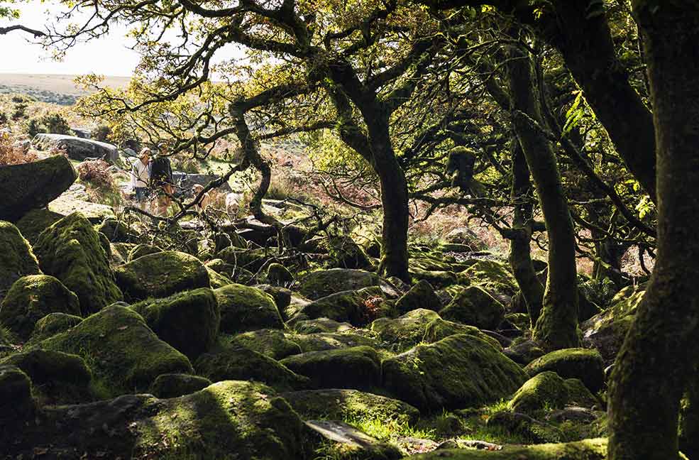 Wistmans Wood looks like a scene from a fantasy film with the crooked trees and tangled branches.