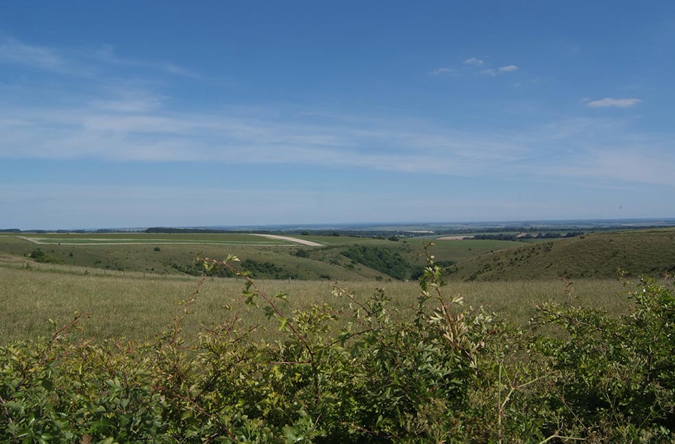 Walk for miles through the grasses and rolling hills of Cranborne Chase.