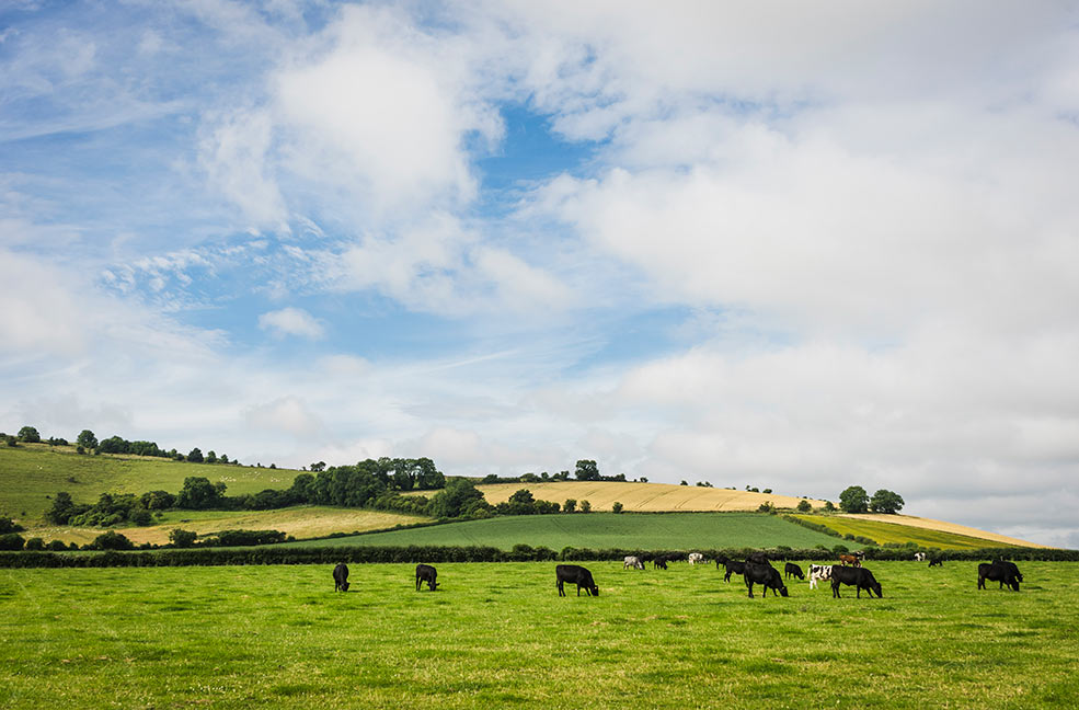 Dreamy landscapes make Dorset a beautiful place that combines both coast and countryside while you're on holiday.