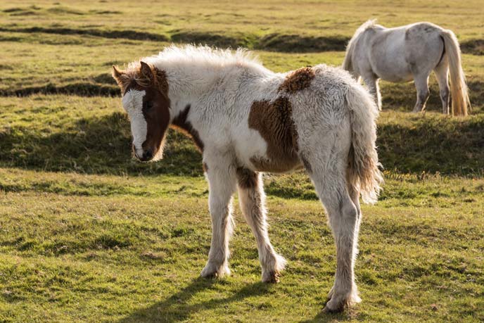 Shetland ponies, Godrevy