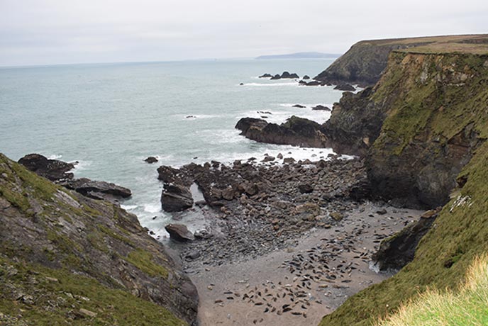 Seals at Godrevy