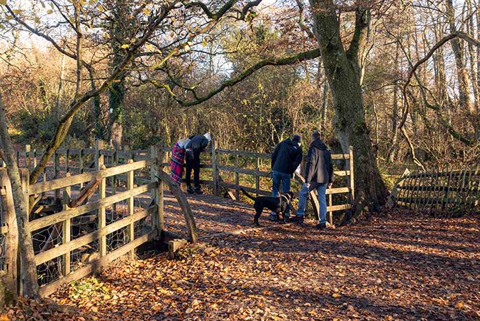 Pooh Woods in the Ashdown Forest inspired AA Milne's beautiful stories.