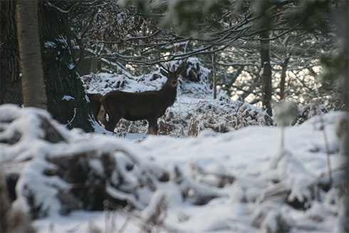 Deer in snow