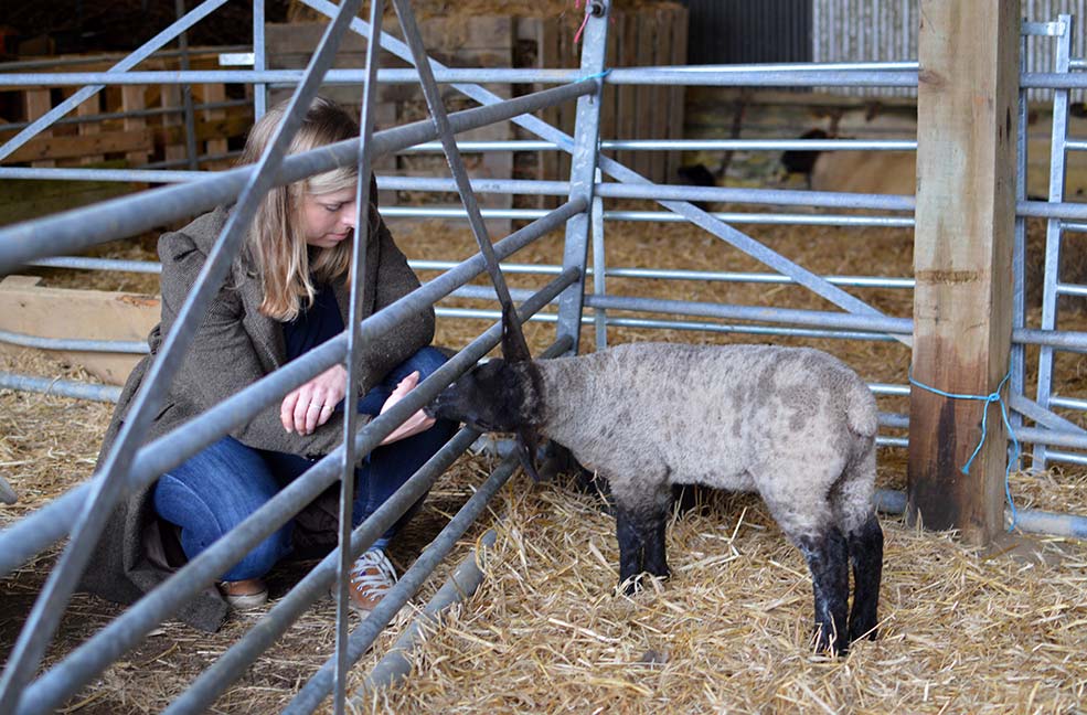 The new lambs at Nancarrow farm were part of the spring gathering.