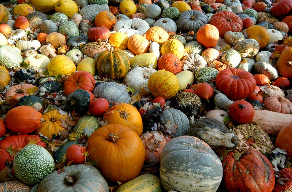 pumpkins galore