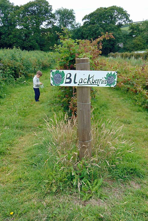 All the crops at the pick your own fruit farm have been labelled up ready to explore.