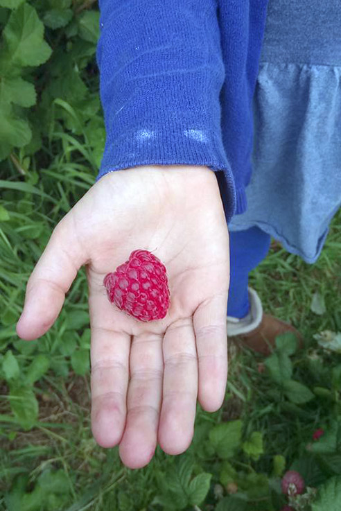 Ripe raspberries ready for picking (and eating, yum!)