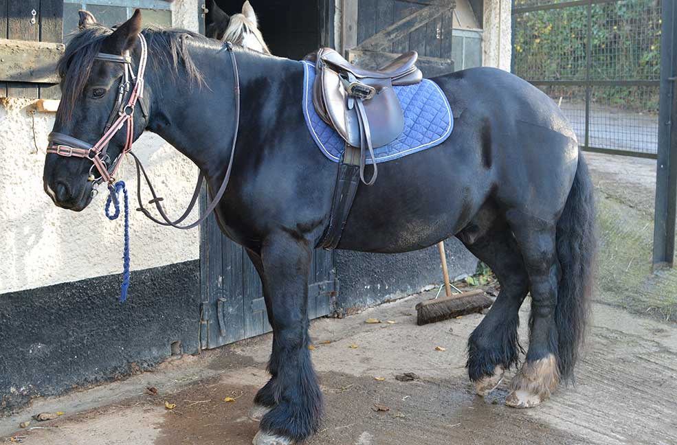 All saddled up ready to ride across the Quantock hills in Somerset.