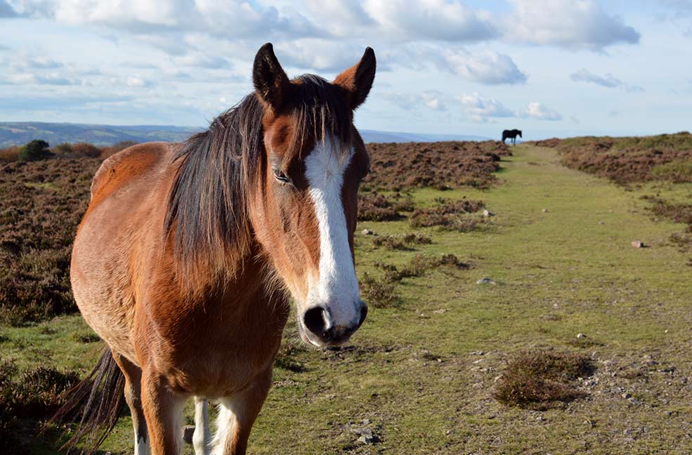 Making new friends in the wild ponies of the Quantocks.