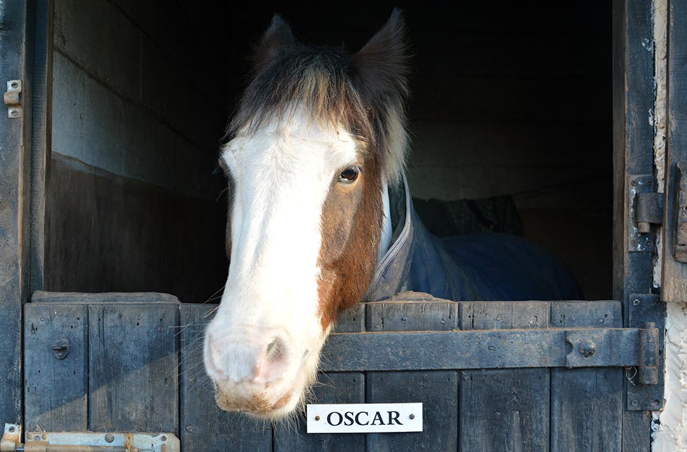 Oscar the horse peeping out of his stable door.