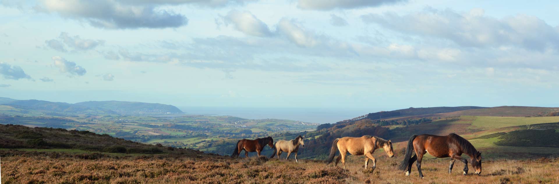 Wild ponies on the Quantocks in Somerset, looking over to Minehead and the edge of Exmoor.