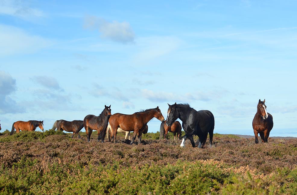 Groups of wild ponies roam the Quantock hills.