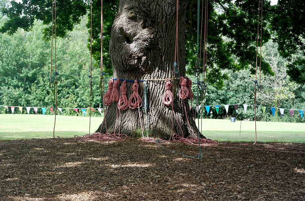 Ryde Oak Tree