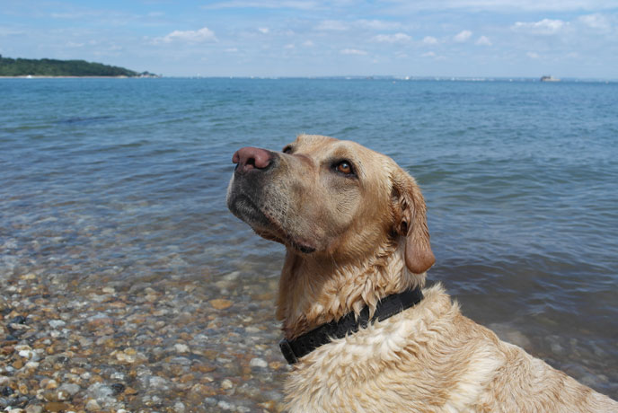 Dogs on the beach