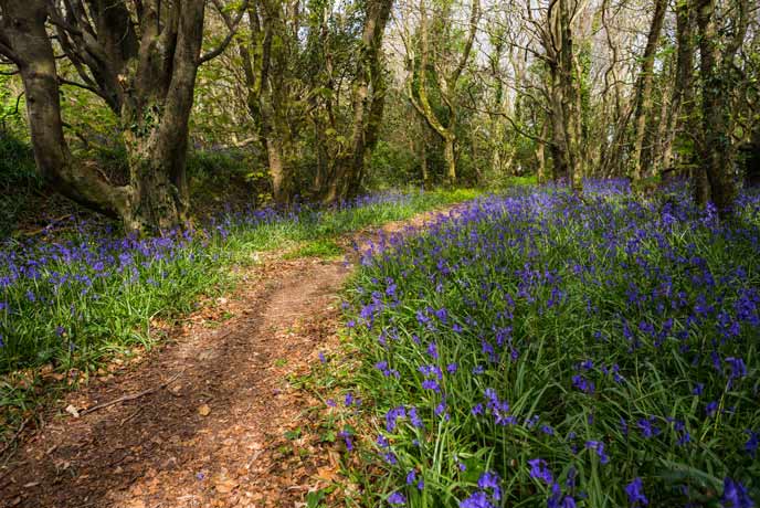 Spring at Tehidy woods