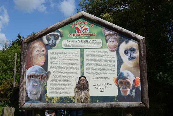 Monkey World is just outside Tolpuddle