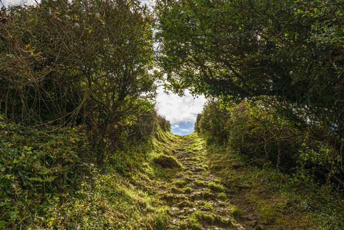 Woodland walks in Pembrokeshire