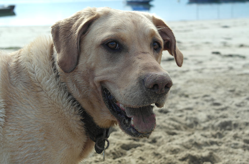 Nigel the dog enjoying Bembridge beach.