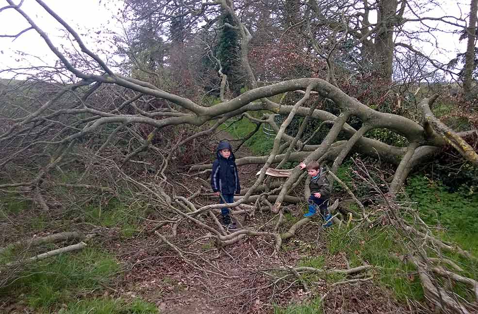 A victim of the February storms.