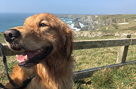 5 favourite Cornwall dog walks