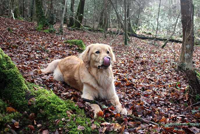 Monty enjoying the autumn leaves in Ethy Woods, Cornwall.