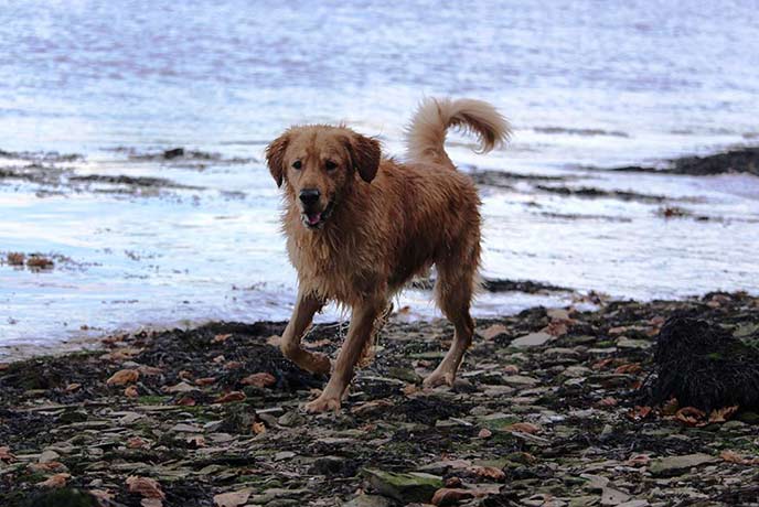 Monty loves a dip in the river on the Restronguet Creek walk.