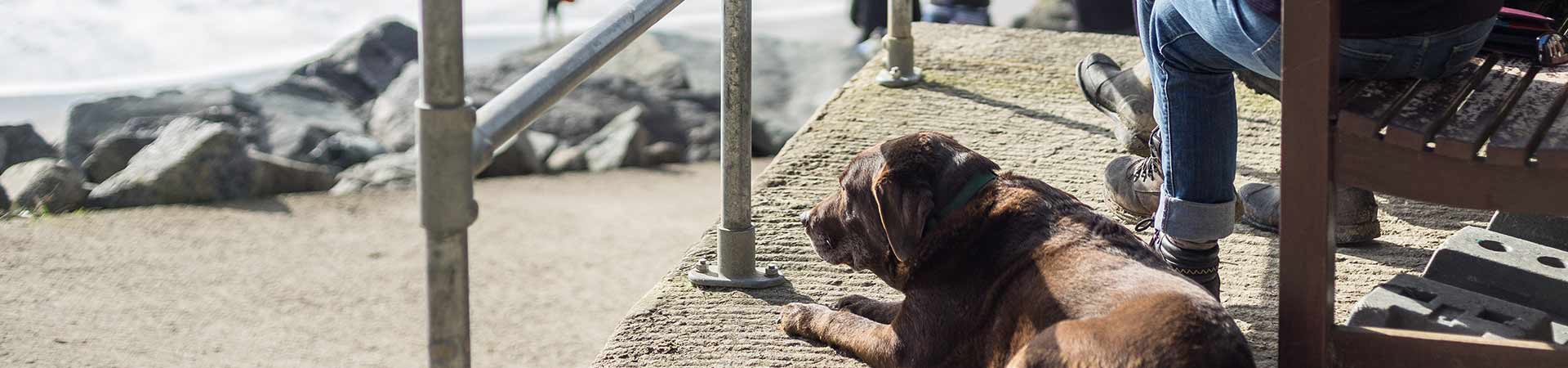 5 awesome out of season dog beaches in Cornwall