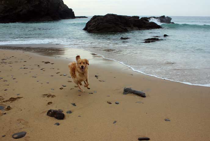 Dogs love the beach so come when the ban is lifted and take your pick of Cornish beaches.