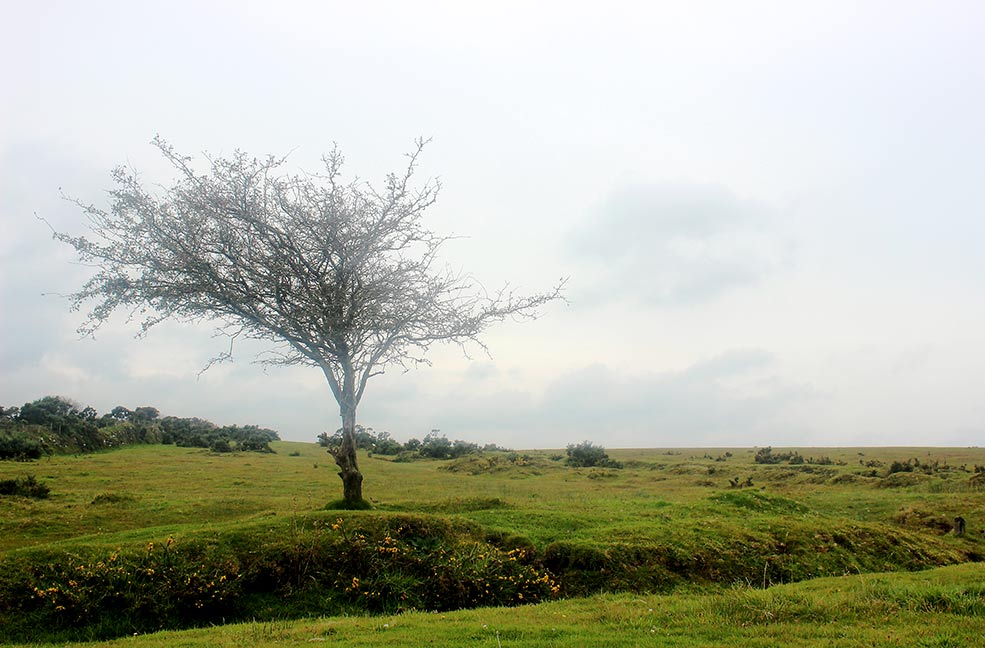 Bodmin Moor tree