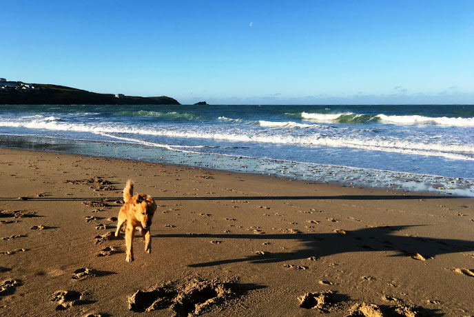 Jumping for joy at two walks on the beach in one day. Monty was one happy pup!