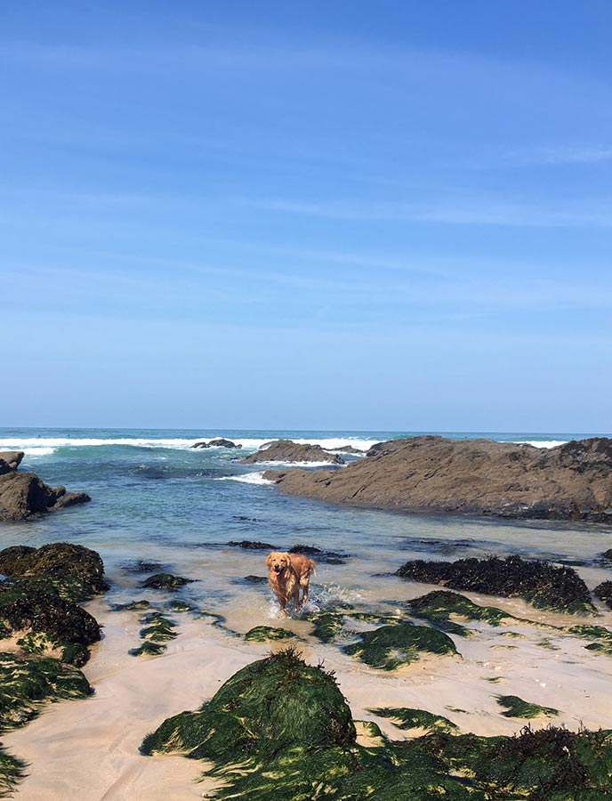 Monty discovered the rock pools on his visit to Fistral beach near Newquay.