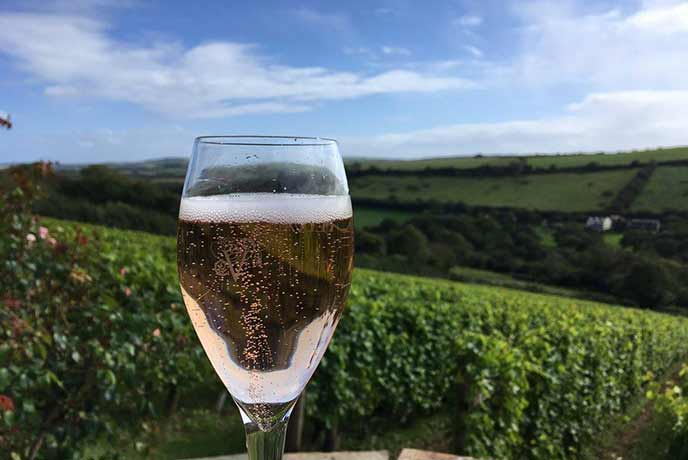 Lush scenes at the Camel Valley Vineyard.